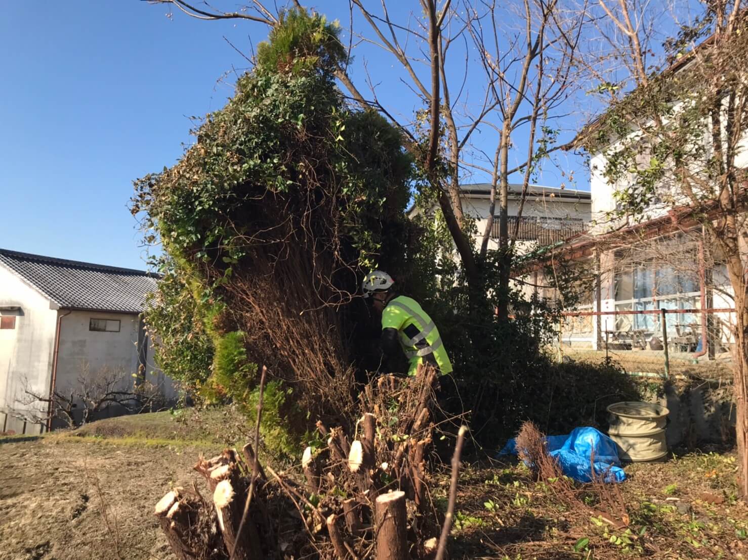 伐根作業を行うため、地際で切らずに敢えて抜きやすいように幹の部分を残して伐採を進めます。